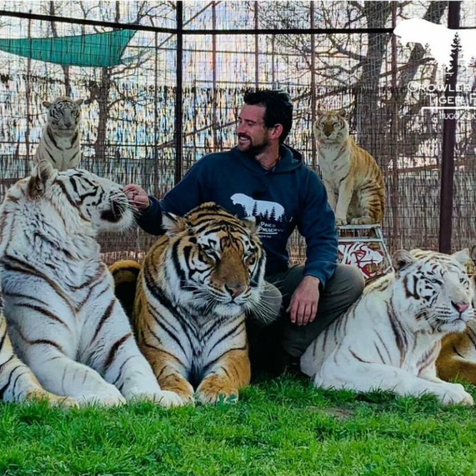 “Le costringeva a esibirsi in circhi crudeli”: il domatore Ryan Easley muore sbranato da una delle sue tigri, nel mirino i suoi legami con Joe Exotic