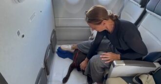 Copertina di I primi cani oltre i dieci chilogrammi in cabina sul volo Ita: il video coi loro amici umani