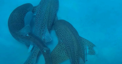 Copertina di Primo “threesome” tra squali leopardo documentato, due maschi e una femmina ripresi al largo della Nuova Caledonia: “Sorprendente e affascinante”