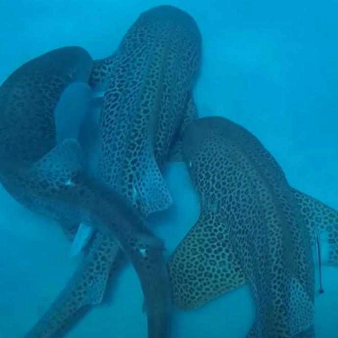 Primo “threesome” tra squali leopardo documentato, due maschi e una femmina ripresi al largo della Nuova Caledonia: “Sorprendente e affascinante”