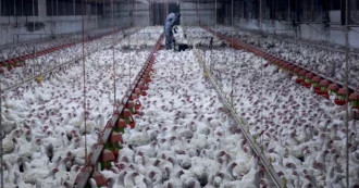 Copertina di Dentro gli allevamenti intensivi di polli col fotografo Aitor Garmendia: la realtà che l’industria vuol tenere nascosta