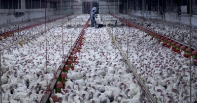 Copertina di Allevamenti intensivi di polli: in Francia un altro colosso aderisce ai criteri europei più alti di benessere animale