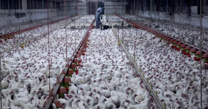 Allevamenti intensivi di polli: in Francia un altro colosso aderisce ai criteri europei più alti di benessere animale