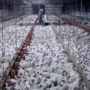 Copertina di Allevamenti intensivi di polli: in Francia un altro colosso aderisce ai criteri europei più alti di benessere animale