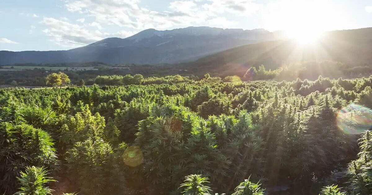 Canapa, coltivatori indagati per droga: piantagioni sequestrate ed estirpate. L’interrogazione M5s e il caso Sardegna