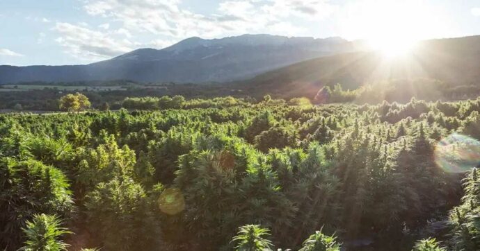 Canapa, coltivatori indagati per droga: piantagioni sequestrate ed estirpate. L’interrogazione M5s e il caso Sardegna