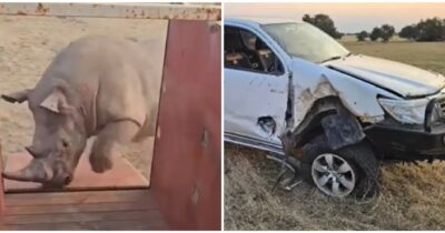 Copertina di In Sudafrica un rinoceronte bianco maschio torna in libertà ma incorna e danneggia un pick up – IL VIDEO