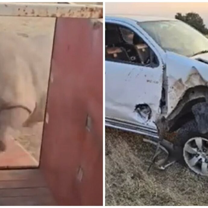 In Sudafrica un rinoceronte bianco maschio torna in libertà ma incorna e danneggia un pick up – IL VIDEO