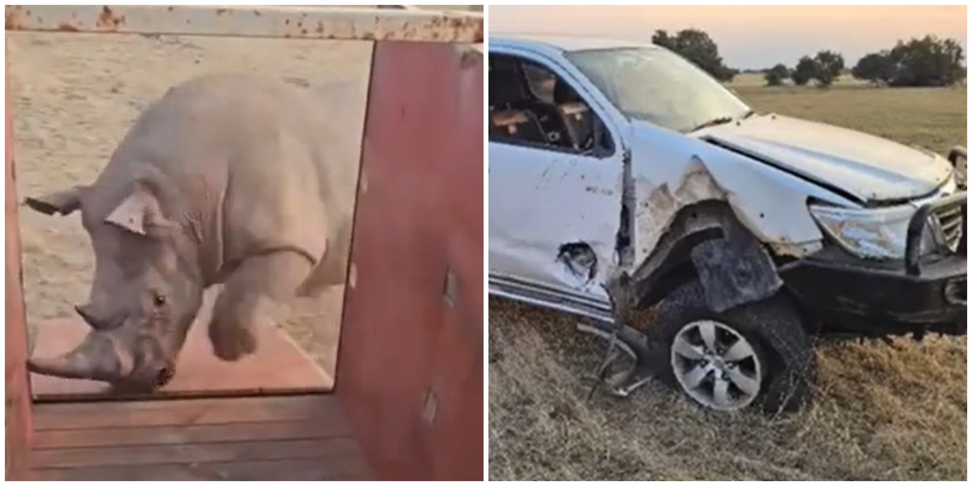 in sudafrica un rinoceronte bianco maschio torna in libert224 ma incorna e danneggia un pick up 8211 il video