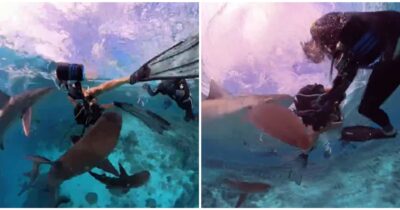 Copertina di “Gli squali mi urtavano per capire chi fossi, ma erano solo curiosi”: il video di Dean Cropp accerchiato è virale