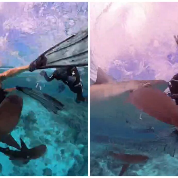 “Gli squali mi urtavano per capire chi fossi, ma erano solo curiosi”: il video di Dean Cropp accerchiato è virale