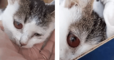 Copertina di Lanciano una gattina da un’auto in corsa e scappano, un uomo la salva: “Se vi becco vi porto il tribunale”. La storia di Fortunata