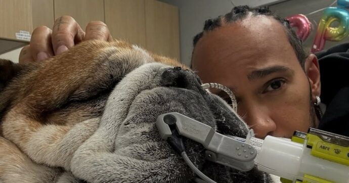 Hamilton salta i test al Mugello per stare accanto al suo cane: “È in coma, non sappiamo se si sveglierà”