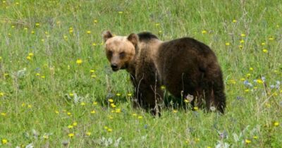Copertina di Uccise orsa a fucilate ora sarà processato