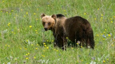 Copertina di “È irresistibile e affettuosa, ma è una grande responsabilità”: la storia di Petar, l’elettricista che ha trovato un’orsa nel bosco e non l’ha più lasciata