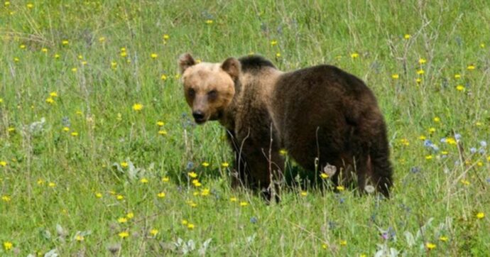 Uccise orsa a fucilate ora sarà processato
