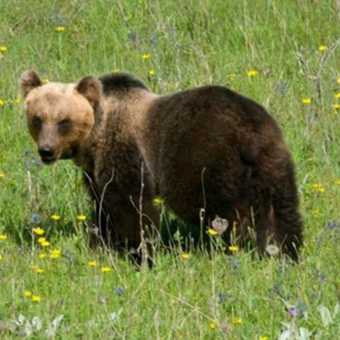 “È irresistibile e affettuosa, ma è una grande responsabilità”: la storia di Petar, l’elettricista che ha trovato un’orsa nel bosco e non l’ha più lasciata