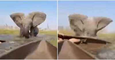 Copertina di Elefante attacca turisti in safari: sul delta del fiume Okavango l’animale ribalta le canoe e butta in acqua una donna – IL VIDEO