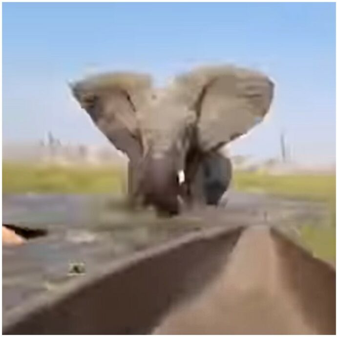 Elefante attacca turisti in safari: sul delta del fiume Okavango l’animale ribalta le canoe e butta in acqua una donna – IL VIDEO