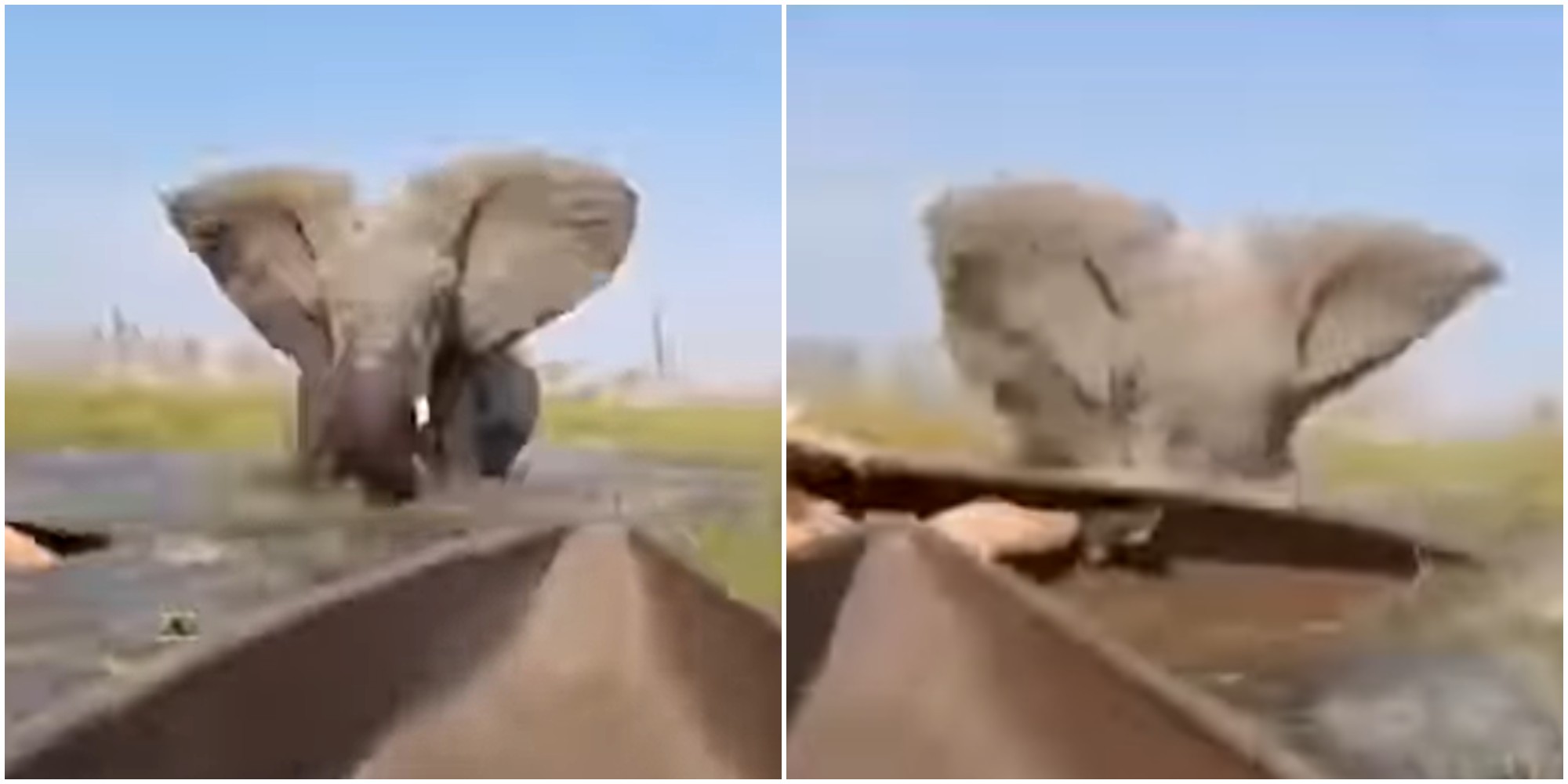 Elefante attacca turisti in safari: sul delta del fiume Okavango l’animale ribalta le canoe e butta in acqua una donna – IL VIDEO