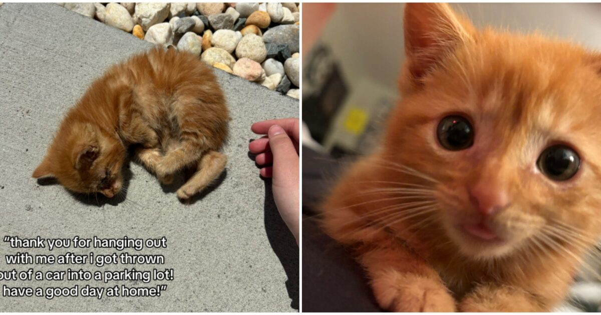 l8217hanno lanciato in mezzo alla strada poi 232 diventato il mio cucciolo ragazza salva un gattino da un tombino e lo accudisce