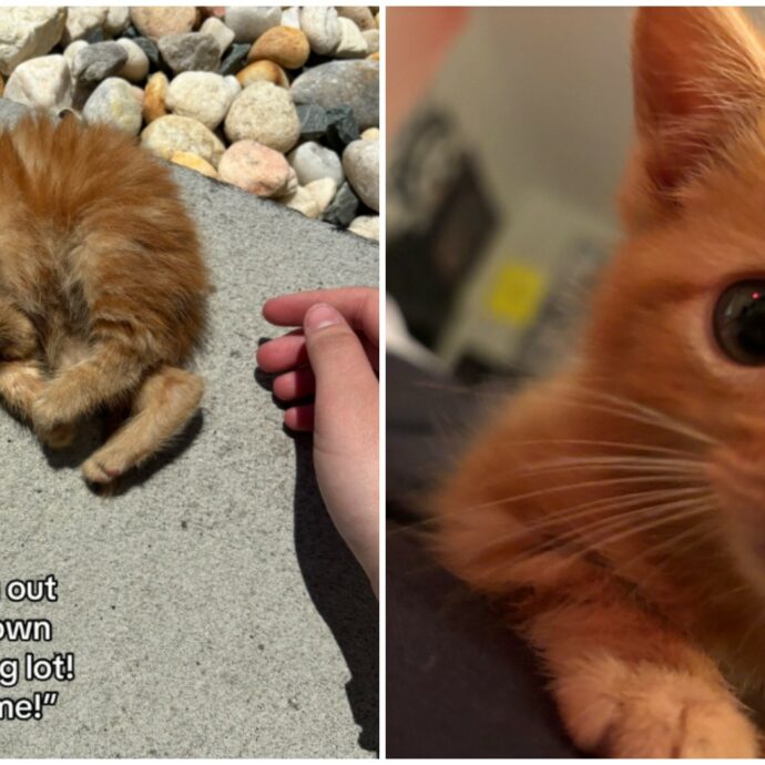 “L’hanno lanciato in mezzo alla strada, poi è diventato il mio cucciolo”: ragazza salva un gattino da un tombino e lo accudisce