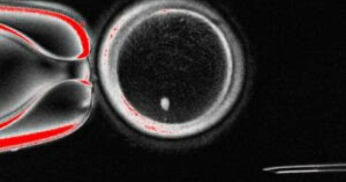 “Ovuli fecondabili dalle cellule della pelle”, lo studio su Nature. Gli scienziati: “Concetto sperimentale contro l’infertilità”