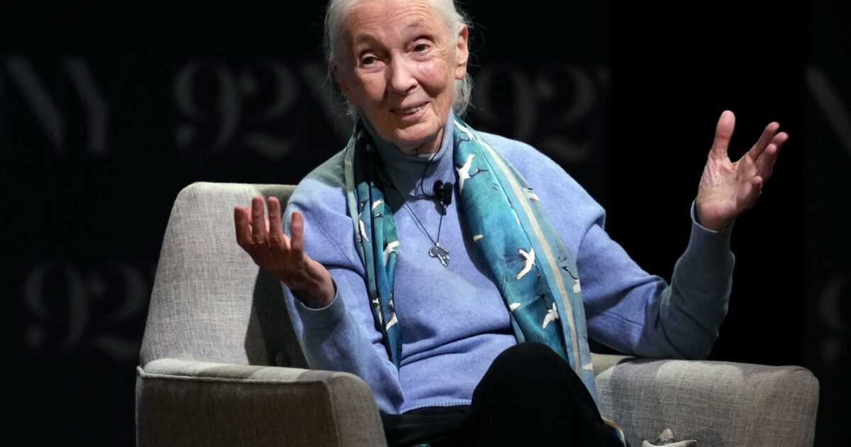 Addio a Jane Goodall, l’etologa che ha vissuto tra gli scimpanzé per studiare il loro comportamento