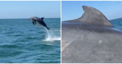 Copertina di Delfino sbuca all’improvviso dall’acqua e sfiora la ringhiera di una barca: l’incredibile salto tra le urla dei turisti