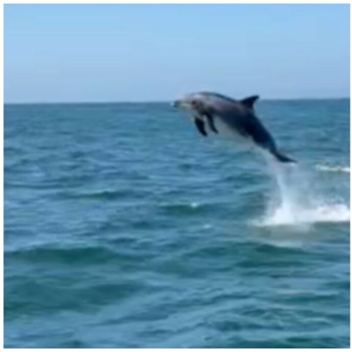 Delfino sbuca all’improvviso dall’acqua e sfiora la ringhiera di una barca: l’incredibile salto tra le urla dei turisti