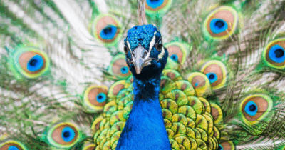 Copertina di “Ho ucciso i tuoi pavoni, gli ho tagliato la gola e li ho cucinati in padella”: la lettera choc di un uomo in Florida, arrestato per crudeltà aggravata sugli animali