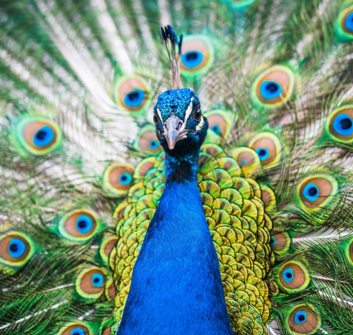 “Ho ucciso i tuoi pavoni, gli ho tagliato la gola e li ho cucinati in padella”: la lettera choc di un uomo in Florida, arrestato per crudeltà aggravata sugli animali