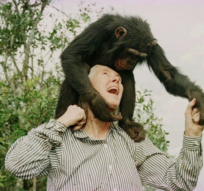 Addio a Jane Goodall, l’etologa che ha vissuto tra gli scimpanzé per studiare il loro comportamento