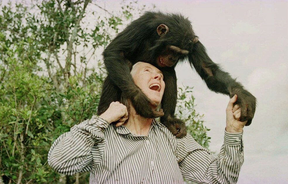 Addio a Jane Goodall, l’etologa che ha vissuto tra gli scimpanzé per studiare il loro comportamento