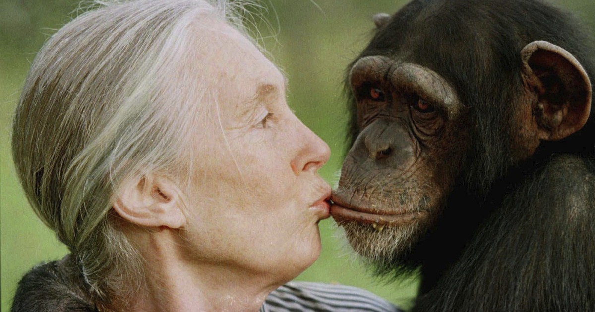 jane goodall avrebbe meritato il premio nobel l8217ho incontrata e mi parl242 in scimpanzese