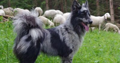 Copertina di Bimbo di 3 anni morso al volto da un cane mentre giocavano