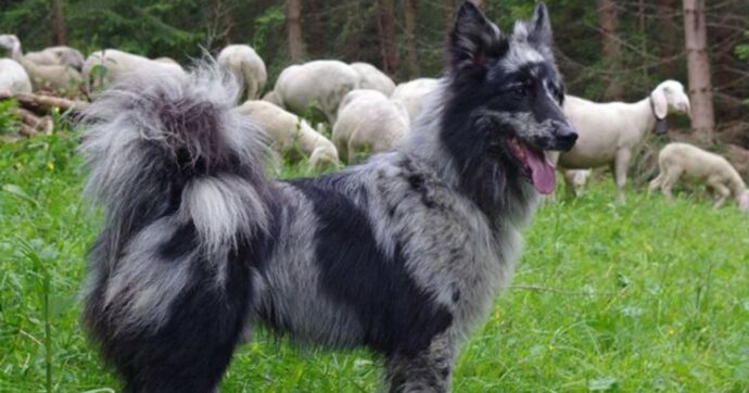 Bimbo di 3 anni morso al volto da un cane mentre giocavano