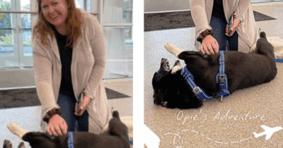 Copertina di “Il mio cane Opie è scomparso durante una tempesta, tre mesi dopo l’abbiamo trovato a 3000 chilometri di distanza. Ora sono sicura di una cosa”: la storia di Ciara