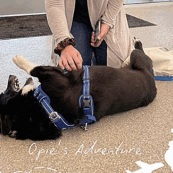 “Il mio cane Opie è scomparso durante una tempesta, tre mesi dopo l’abbiamo trovato a 3000 chilometri di distanza. Ora sono sicura di una cosa”: la storia di Ciara