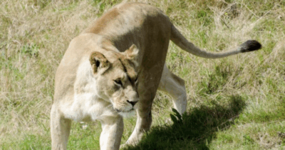 Copertina di Leonessa tenuta in casa in cattività scappa e aggredisce un bambino. La reazione del proprietario dell’animale