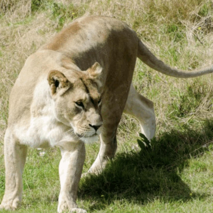 Leonessa tenuta in casa in cattività scappa e aggredisce un bambino. La reazione del proprietario dell’animale