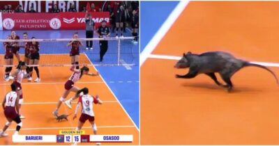 Copertina di Volley, opossum in campo in Brasile: panico tra le giocatrici – Video