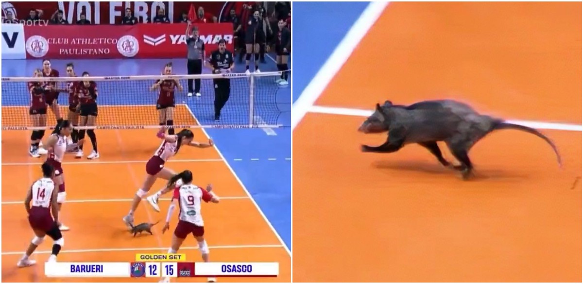 volley opossum in campo in brasile panico tra le giocatrici 8211 video