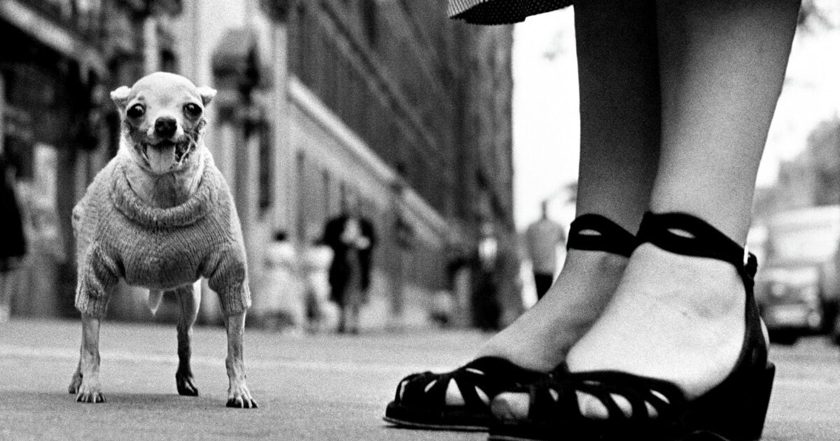 Commedia umana su quattro zampe