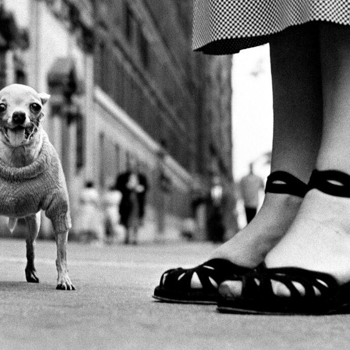 Commedia umana su quattro zampe