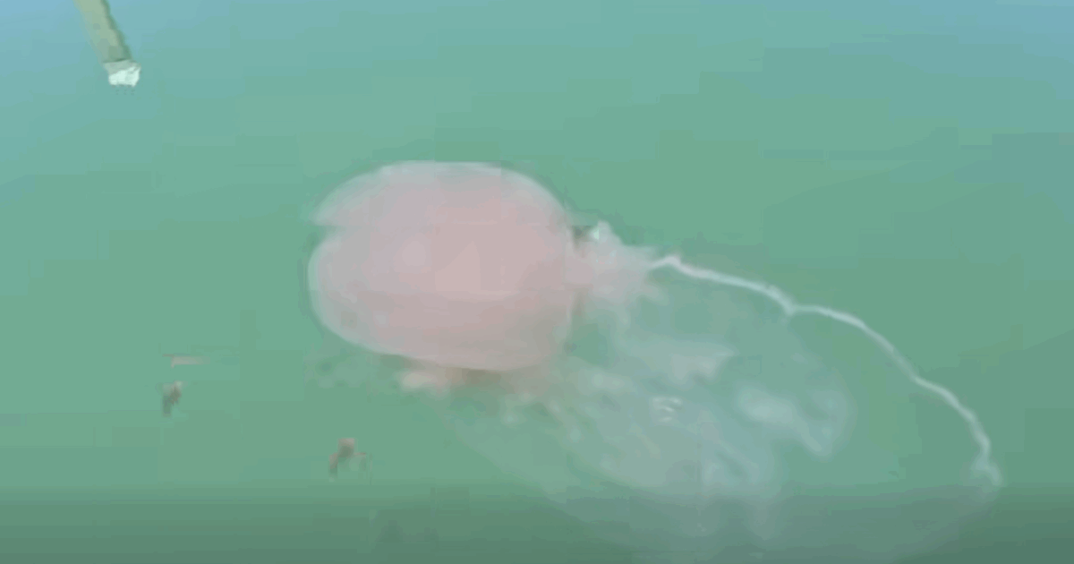 “Sembravano dei sacchi della spazzatura che galleggiavano in mare, poi abbiamo capito: era un’invasione di meduse giganti con tentacoli lunghi 20 metri”