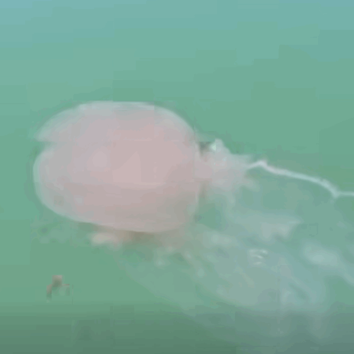 “Sembravano dei sacchi della spazzatura che galleggiavano in mare, poi abbiamo capito: era un’invasione di meduse giganti con tentacoli lunghi 20 metri”