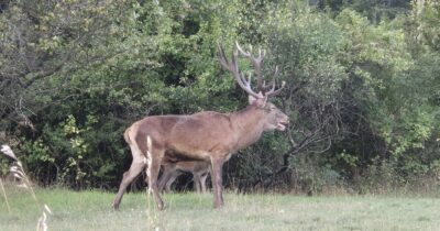 Copertina di Cervi in amore contro discoteca, vince il bramito