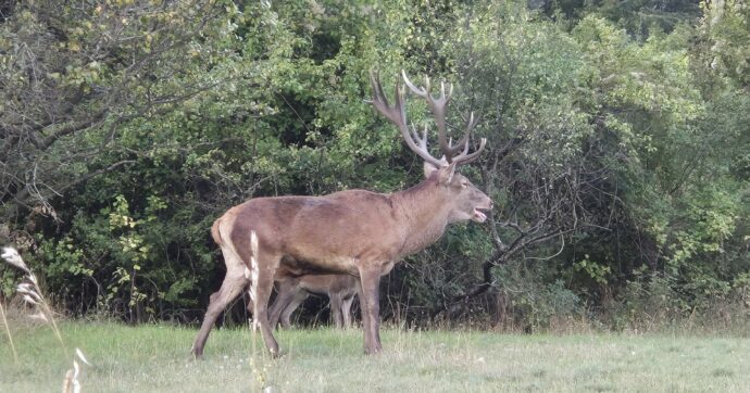 Cervi in amore contro discoteca, vince il bramito