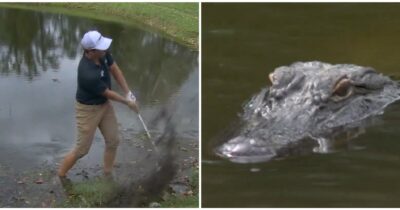 Copertina di “C’è un alligatore nell’acqua”: il golfista Vince Whaley gioca accanto al grande predatore  – VIDEO